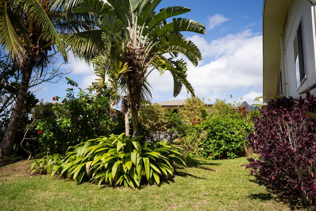 Tropical garden with a view of the mountains